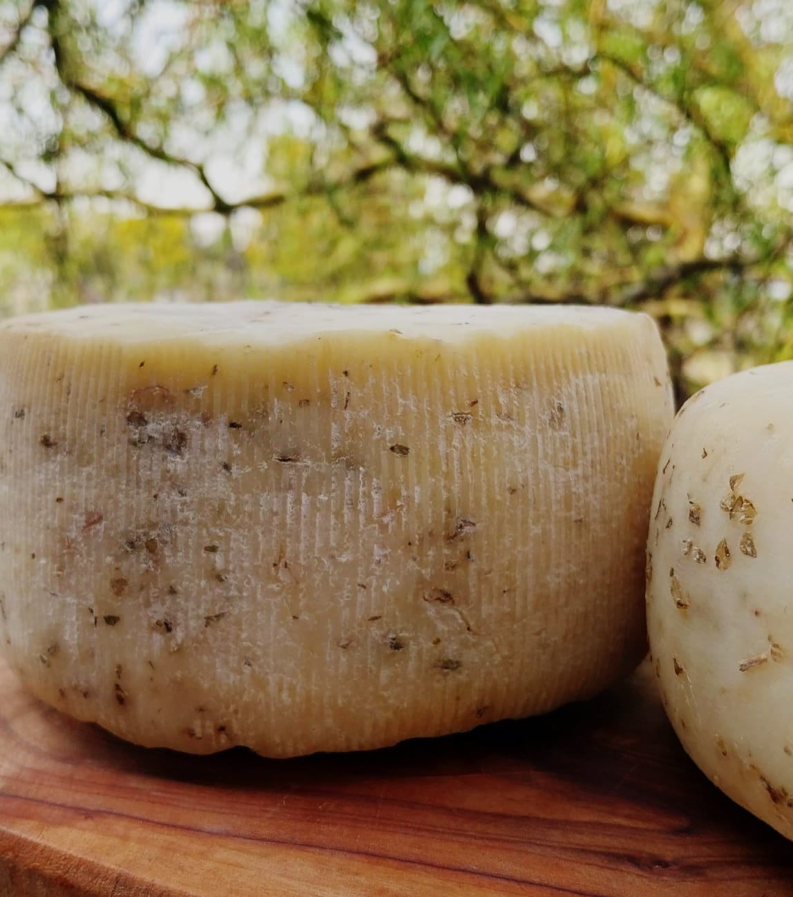 Queso de Cabra Maduro